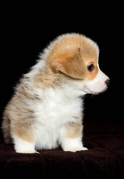 Pequeno Galês Corgi Filhote Cachorro Sentado — Fotografia de Stock