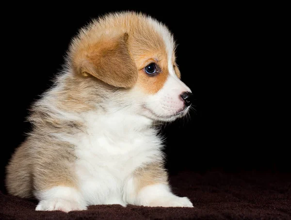 Kleiner Walisischer Corgi Welpe Sitzend — Stockfoto