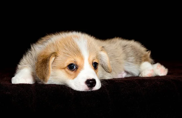 Filhote Cachorro Galês Pouco Mentiras — Fotografia de Stock