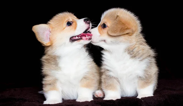 Dua Anak Anjing Mencium Baik Welsh Corgi — Stok Foto