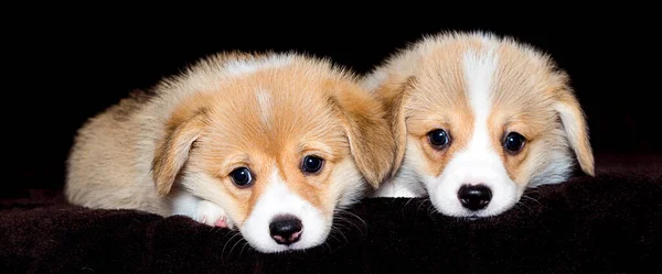 Two Puppies Watching Welsh Corgi Breed — Stock Photo, Image