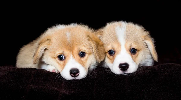 Two Puppies Watching Welsh Corgi Breed — Stock Photo, Image