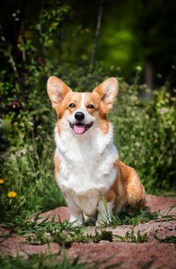 Galli Corgi köpeği ormanda bir patikada oturuyor.