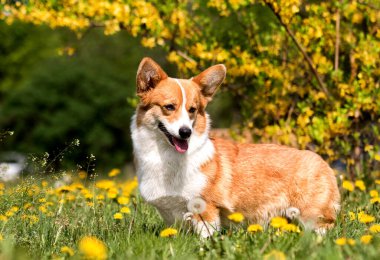 Karahindiba içinde sosisli börek.