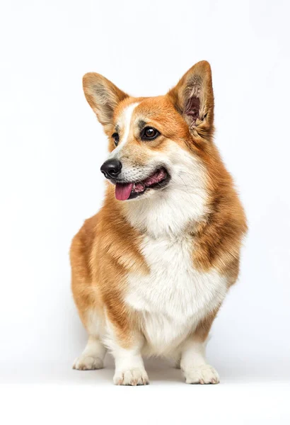 Roter Walisischer Corgi Pembroke Hund Der Seitlich Auf Weißem Hintergrund — Stockfoto