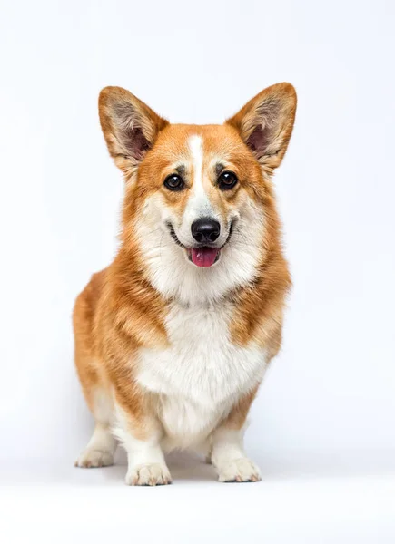 Vermelho Cão Galês Corgi Pembroke Olhando Para Comprimento Total Fundo — Fotografia de Stock