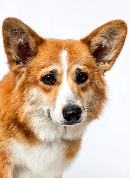 Welsh Corgi Pes Hledá Velké Oči Bílém Pozadí — Stock fotografie