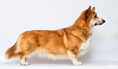 Beyaz bir arka planda soya sosisi standında yanlamasına Galli corgi köpeği.
