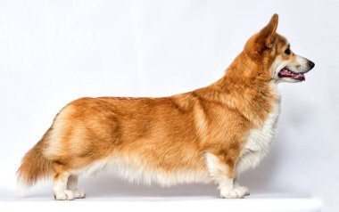 Beyaz bir arka planda soya sosisi standında yanlamasına Galli corgi köpeği.