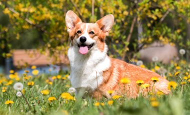 Karahindibanın içinde oturan Galli Corgi köpeği.