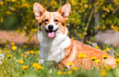 Karahindibanın içinde oturan Galli Corgi köpeği.