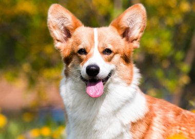 Galli bir corgi köpeğinin açık havada portresi.