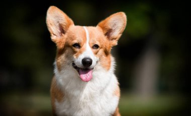Galli bir corgi köpeğinin açık havada portresi.
