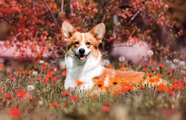 在春花盛开的时候 韦尔斯 科吉的狗坐在那里 — 图库照片