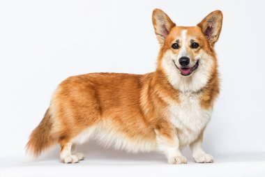 Kırmızı köpek beyaz arka planda duruyor, Galce corgi