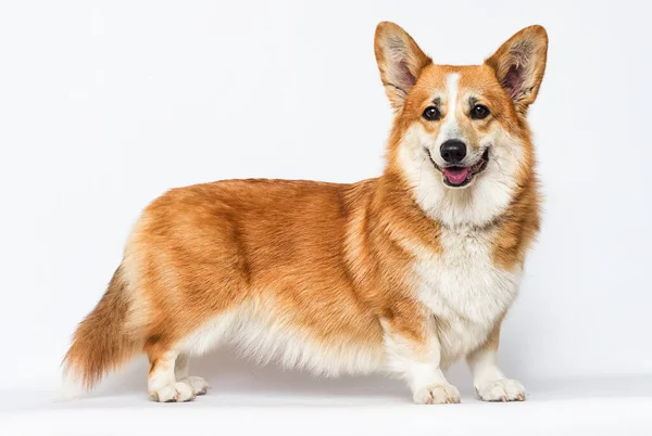 Red Dog Stands White Background Welsh Corgi — Stock Photo, Image