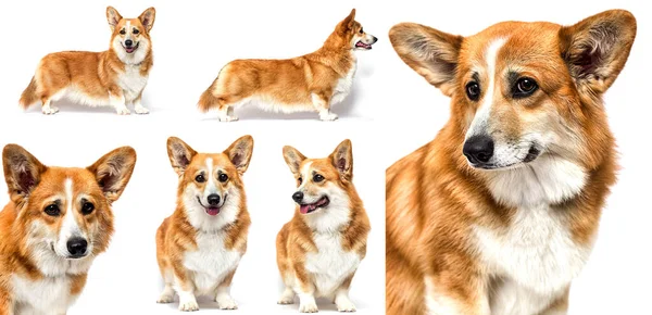 Perro Rojo Está Parado Sobre Fondo Blanco Corgi Galés —  Fotos de Stock