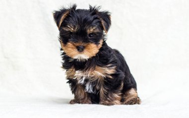 Yorkshire köpeği iki aylık görünüyor.