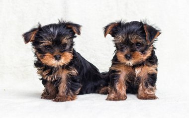 Yorkshire köpeği iki aylık görünüyor.