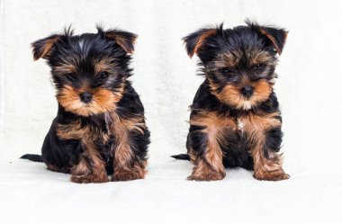 Yorkshire köpeği iki aylık görünüyor.