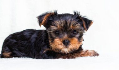 Yorkshire köpeği iki aylık görünüyor.