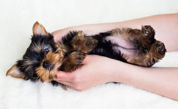 Yorkshire Puppy Looks Two Months Old — Stock Photo, Image