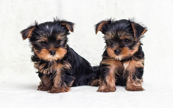 Yorkshire köpeği iki aylık görünüyor.