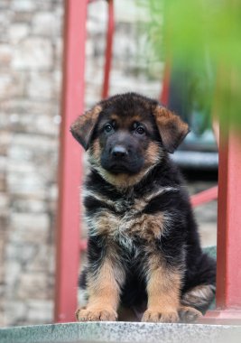 Alman çoban köpeği verandada.