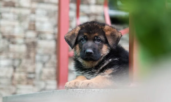 Pies Pasterski Strzeże Schodów Domu — Zdjęcie stockowe