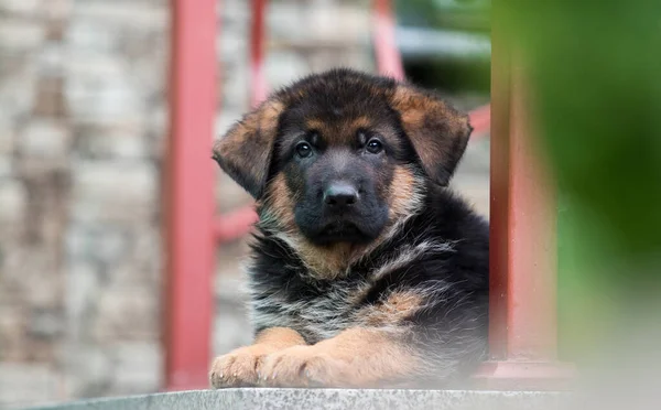 羊飼い犬は階段を守り — ストック写真