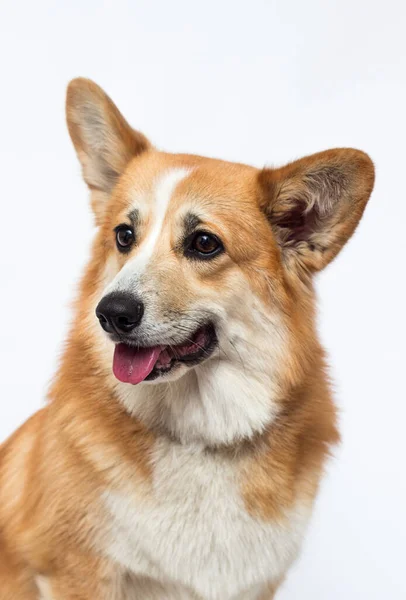 Cão Olha Para Fora Com Língua Saindo Galês Corgi Raça — Fotografia de Stock