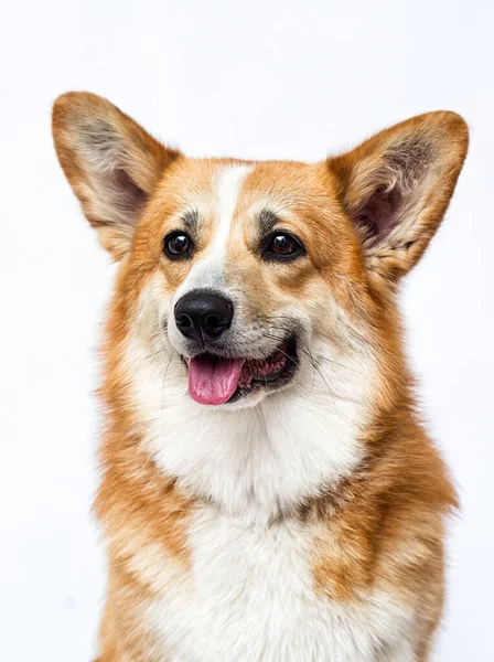 Pies Patrzy Wystaje Język Walijski Corgi Rasy — Zdjęcie stockowe