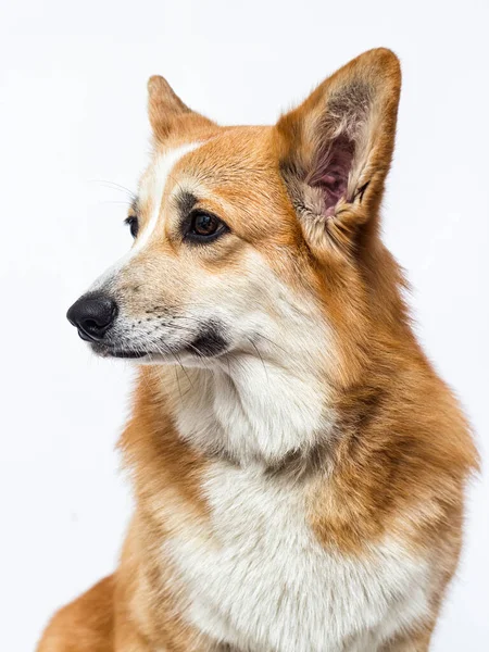 Pies Patrzy Bokiem Rasa Walijski Corgi — Zdjęcie stockowe