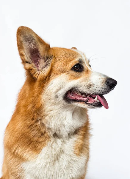 Perro Mira Hacia Los Lados Con Lengua Colgando Raza Galesa — Foto de Stock