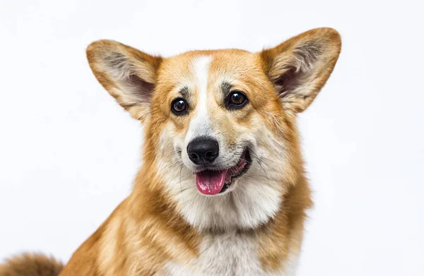 Cão Olha Para Fora Com Língua Saindo Galês Corgi Raça — Fotografia de Stock