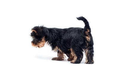 Beyaz bir arka planda Yorkshire Teriyeri 'nin yürüyen köpeği.