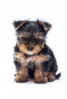 Beyaz arka planda oturan Yorkshire Terrier köpeği.