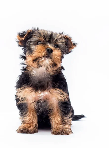 Yorkshire Terrier Cachorro Sentado Sobre Fondo Blanco —  Fotos de Stock