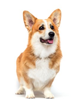 Köpek beyaz bir arka planda duruyor ve bakıyor, Galce corgi pembroke