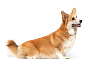 Beyaz arka planda yan oturan köpek, Galli Corgi Pembroke
