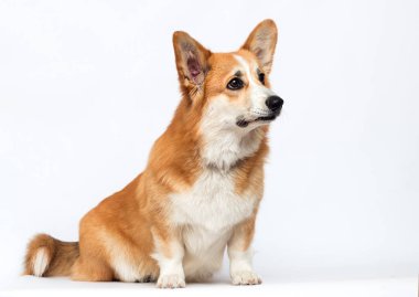 Beyaz arka planda yan oturan köpek, Galli Corgi Pembroke