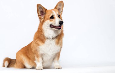 Beyaz arka planda yan oturan köpek, Galli Corgi Pembroke