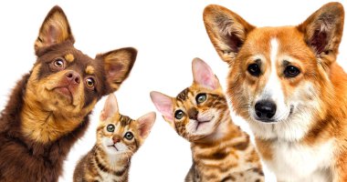 Kızgın bir köpek havlar, Alman çoban köpeği.