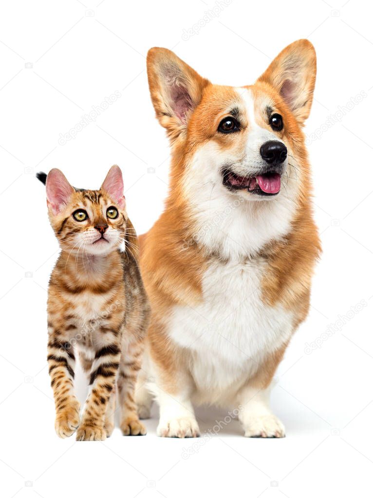 cat and dog walk together on a white background, welsh corgi pembroke