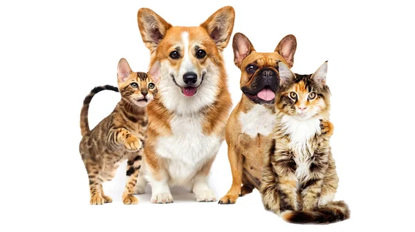 Dog Cat Look Forward Together Welsh Corgi Full Length White — Stock Photo, Image