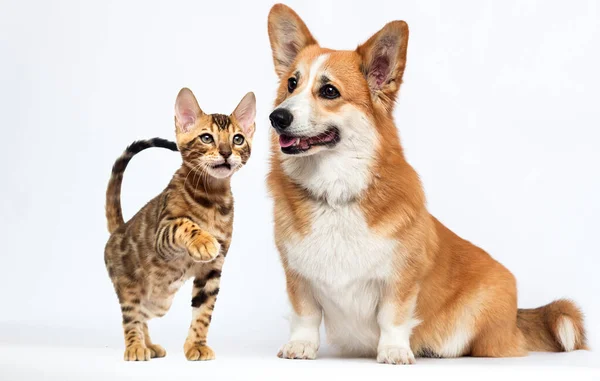 Rudy Pies Kot Oglądanie Razem Walijski Corgi — Zdjęcie stockowe