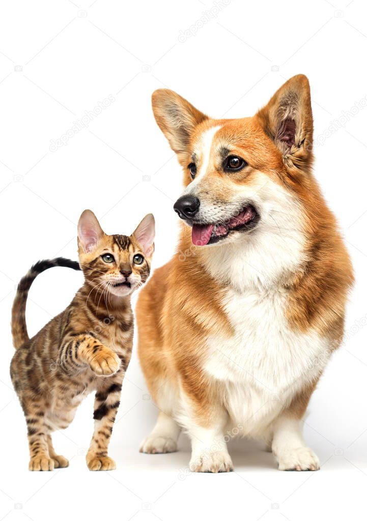 Dog and cat near, welsh corgi