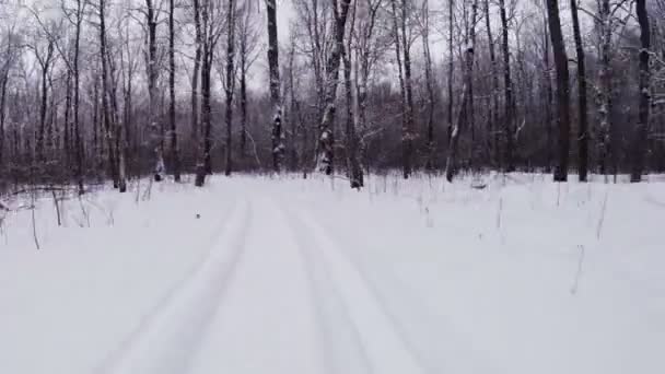 Sneeuwscooter rijdt in de winter-bos. — Stockvideo