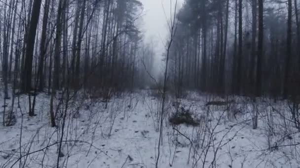 Nevoeiro na floresta de inverno. — Vídeo de Stock