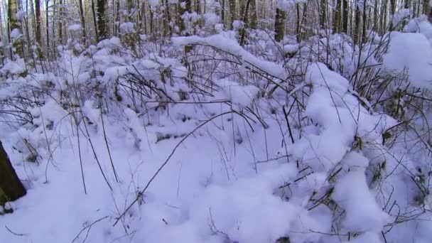 Winterwald. eingefroren, Weihnachten — Stockvideo